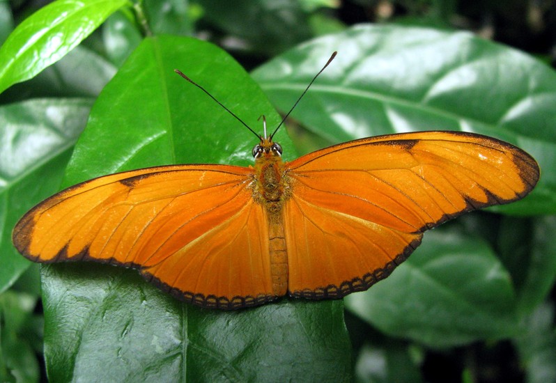 Vlinder
