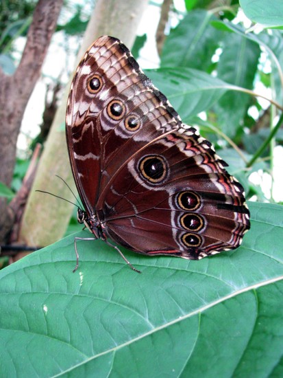 Vlinder