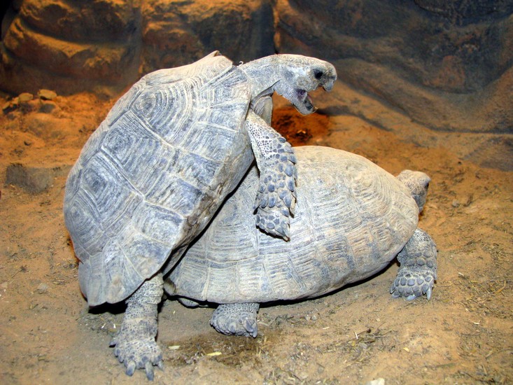 Schildpadden