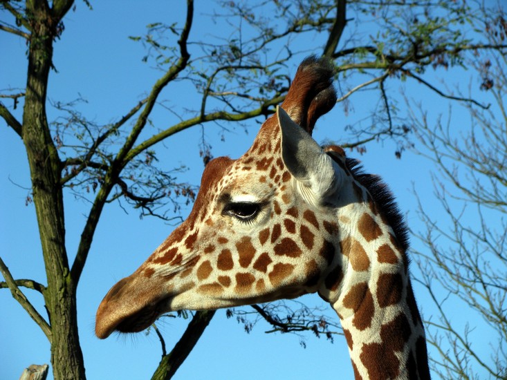 Giraffe