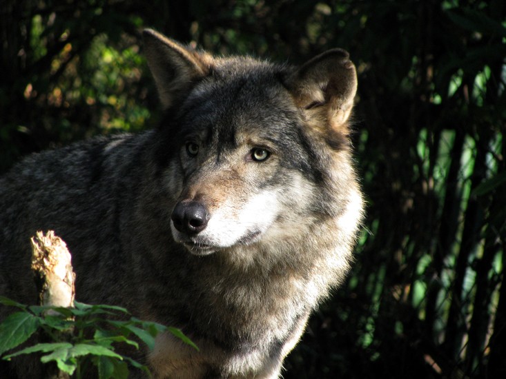 Wolf