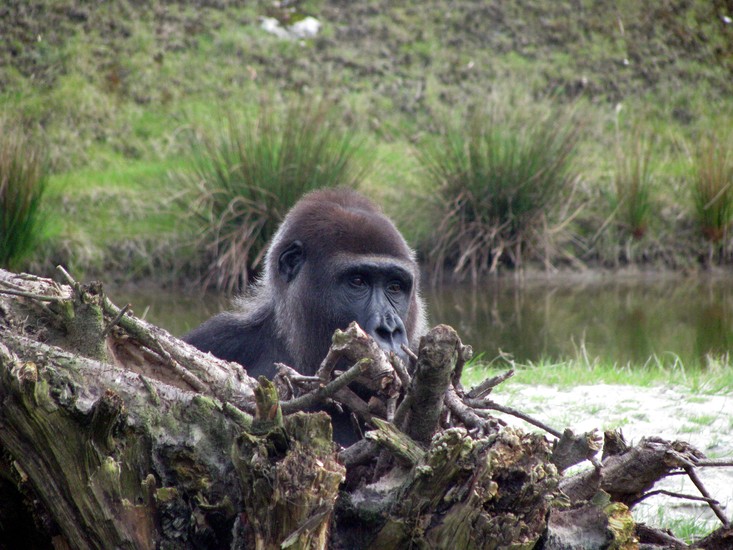 Gorilla