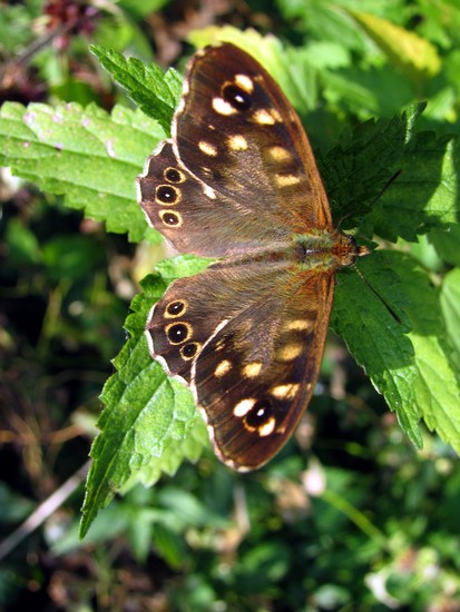 Vlinder