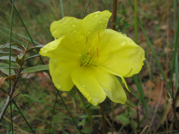 Wilde bloem