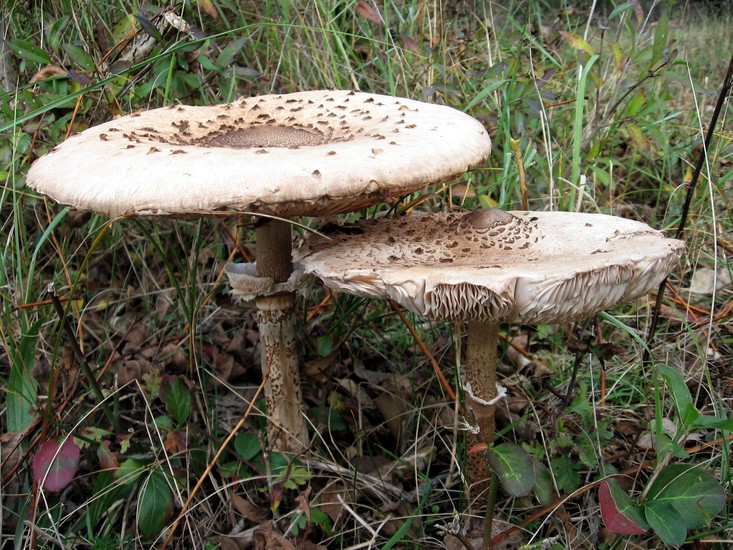 Paddestoel