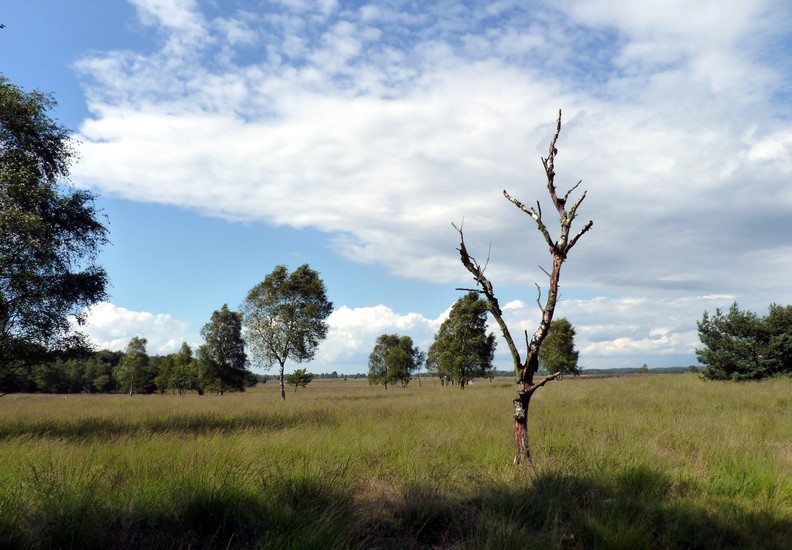 Heide