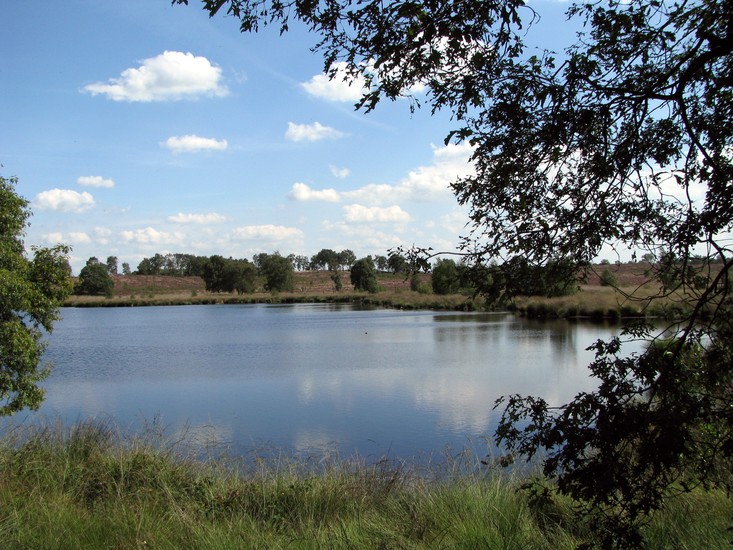 Heide