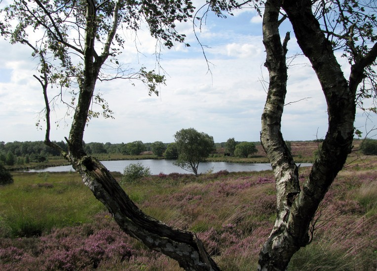 Heide