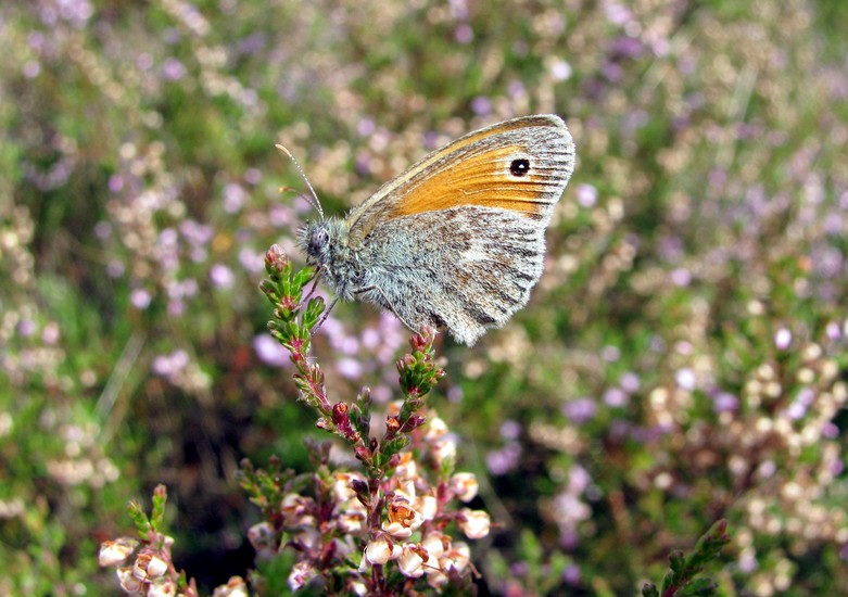 Heidevlinder