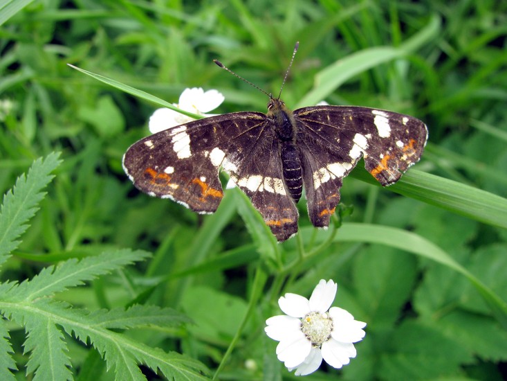 Vlinder