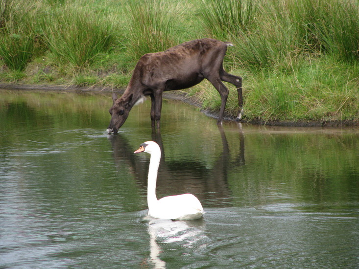Hert & zwaan