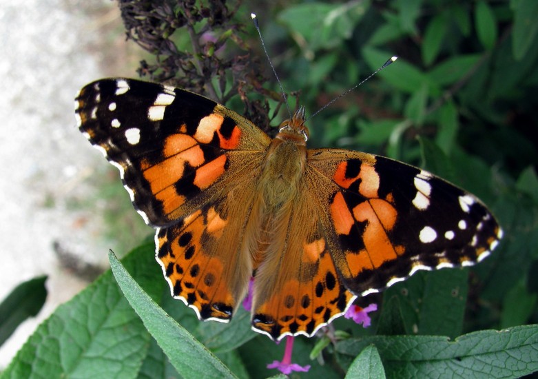 Vlinder