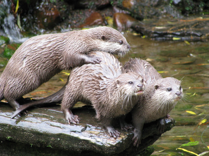 Otters