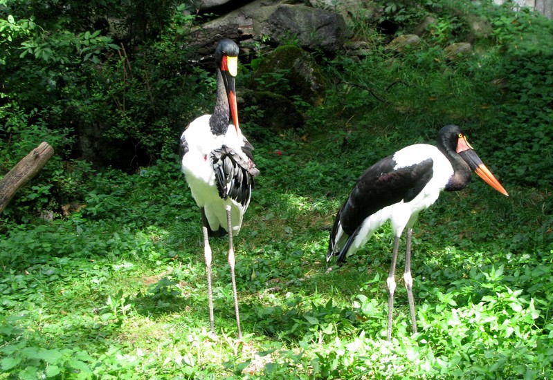 Kraanvogel