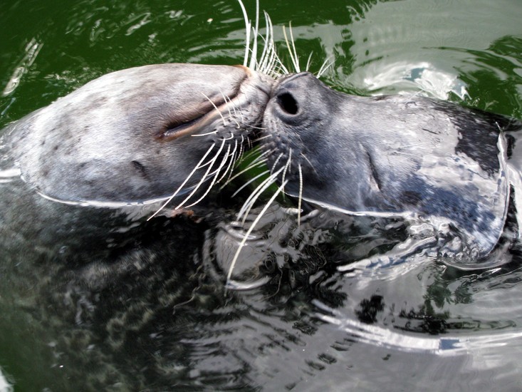 Zeehond
