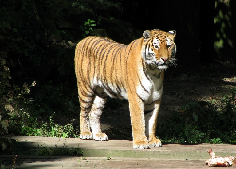 Tijger