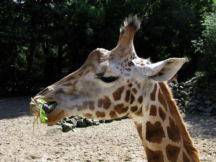 Giraffe