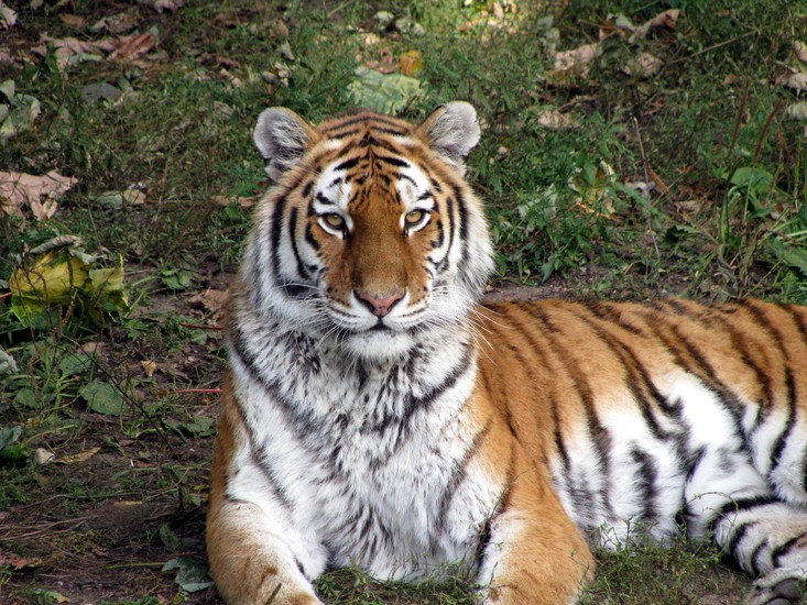 Tijger