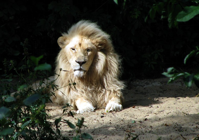 Witte Leeuw