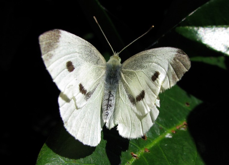 Vlinder