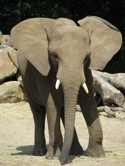 Olifant