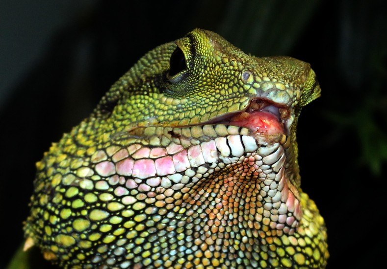 Kameleon