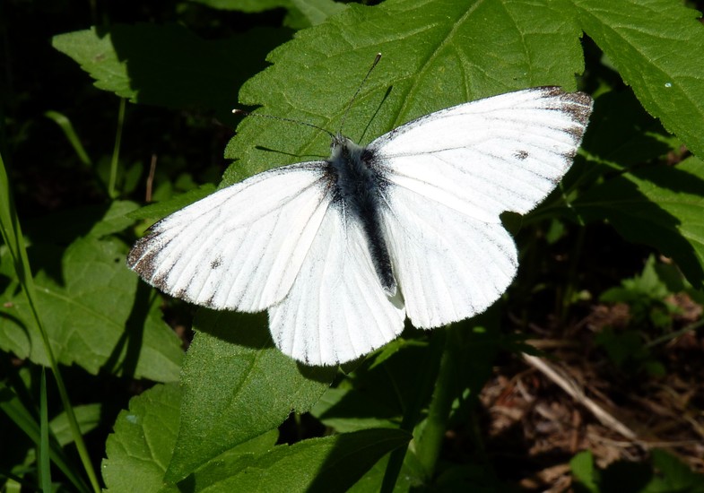 Vlinder
