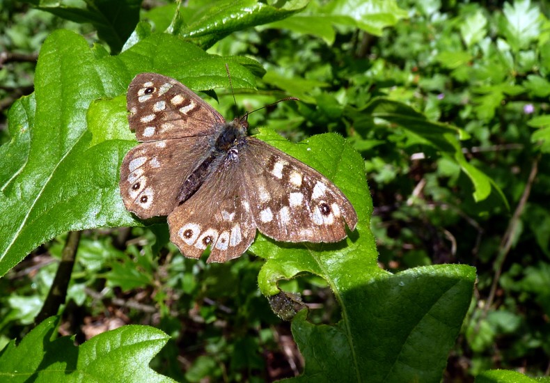 Vlinder