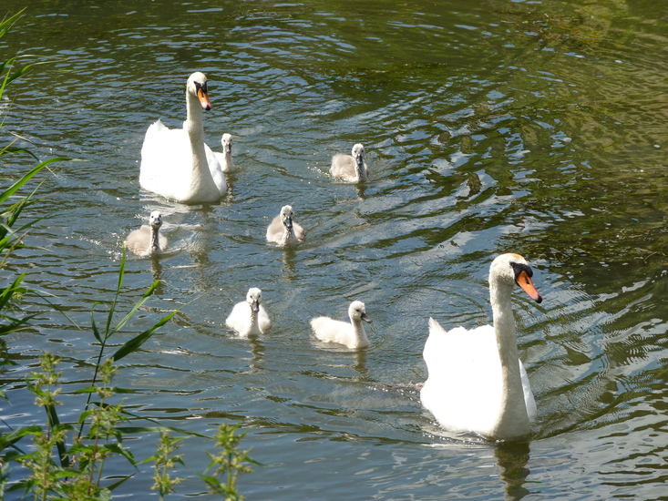Zwanen