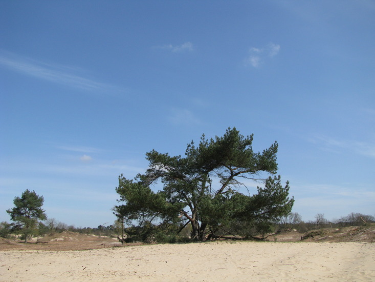 Duinen
