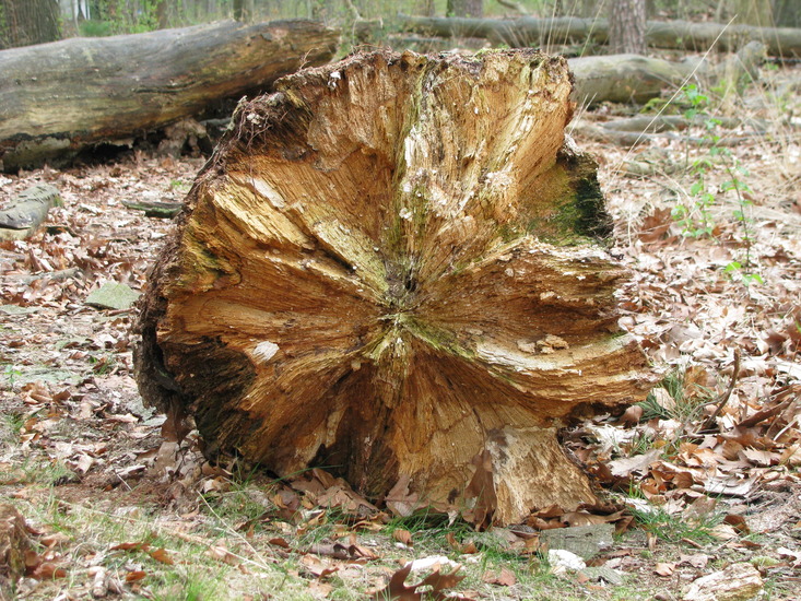 Boomstam