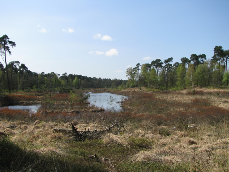 Oisterwijkse Vennen
