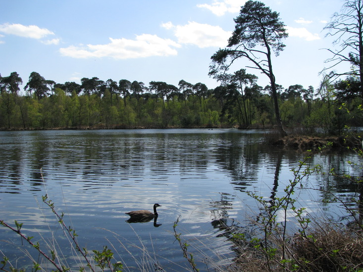 Oisterwijkse Vennen