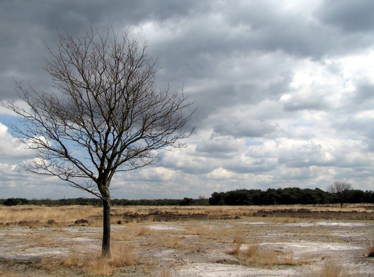 Heide