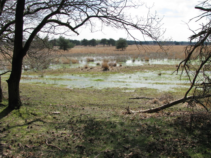 Heide