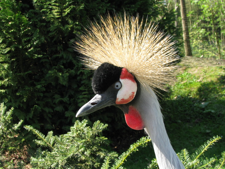 Kraanvogel