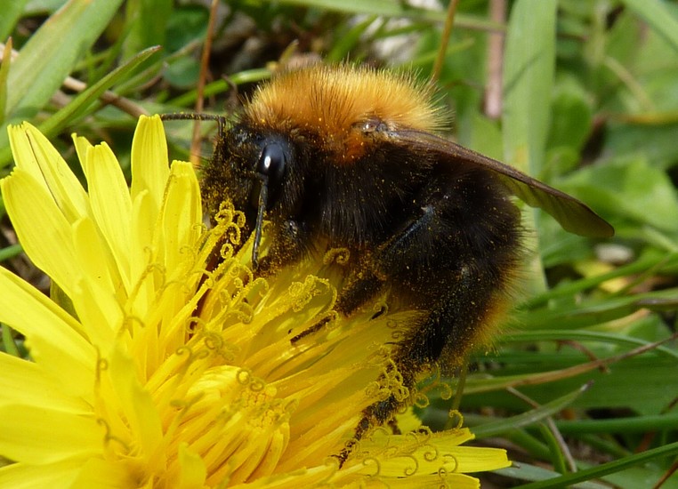 Hommel