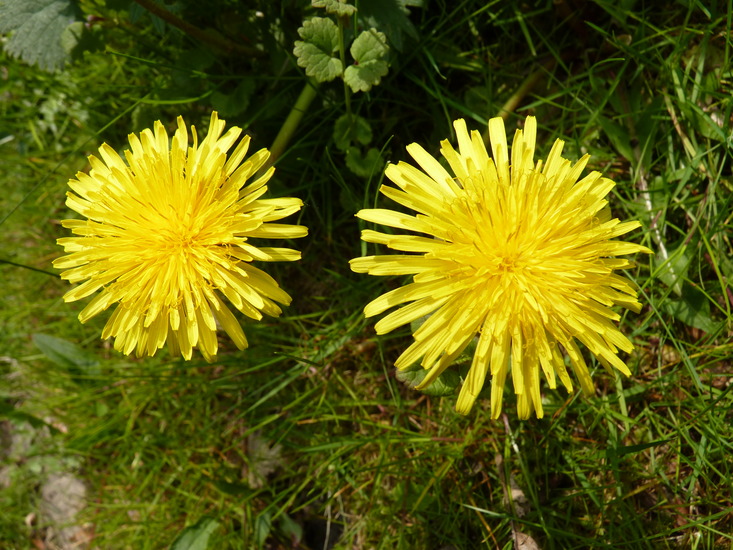 Paardebloemen