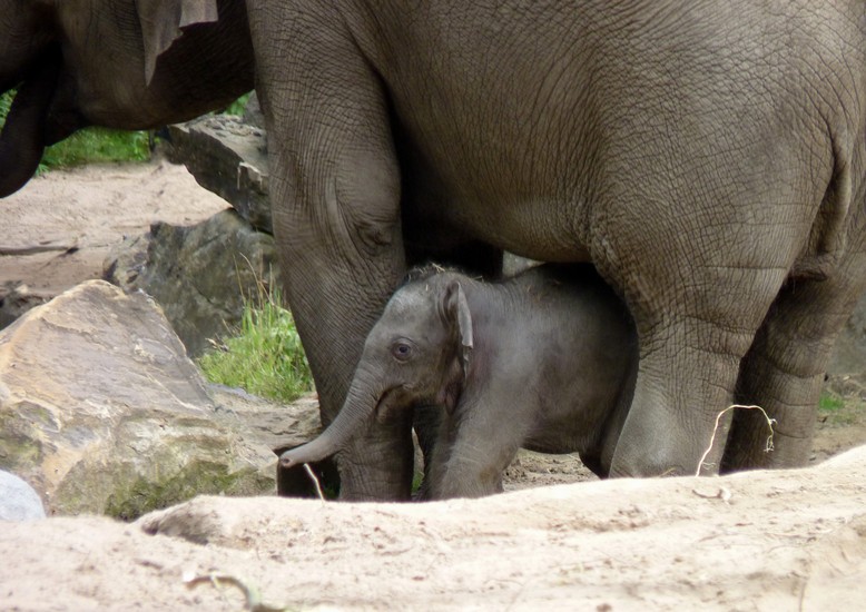 Olifant