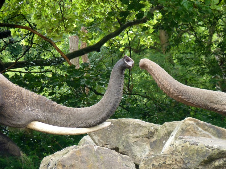 Olifant