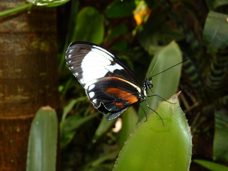 Vlinder