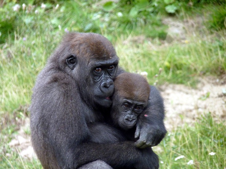 Gorilla