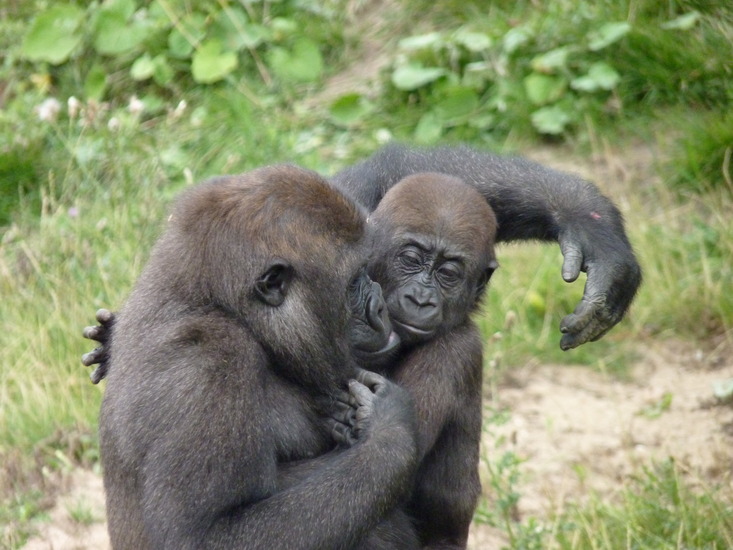 Gorilla