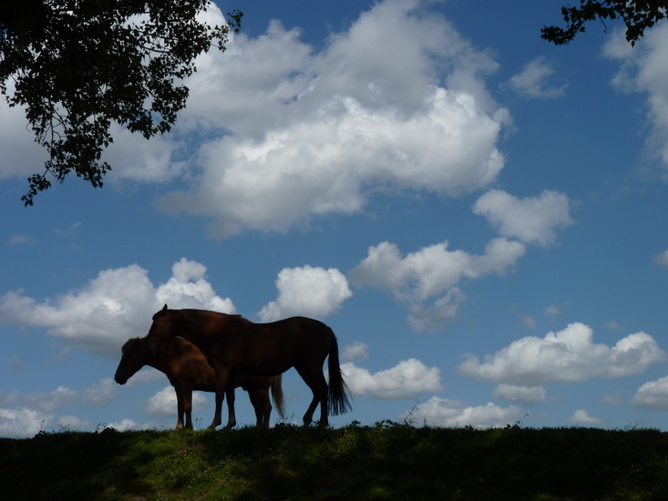 Paarden