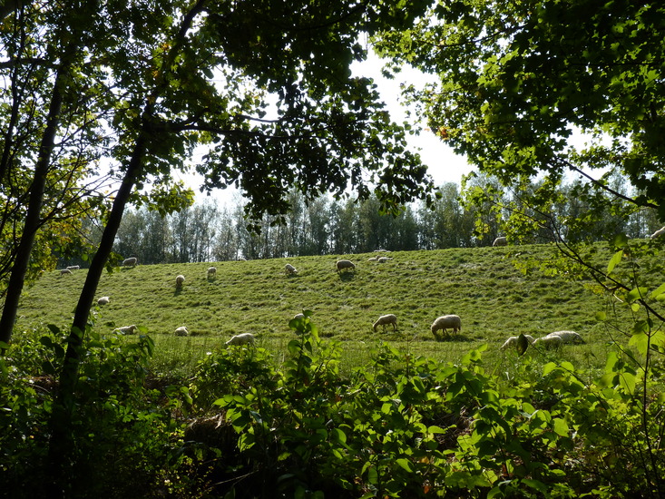 Schapen