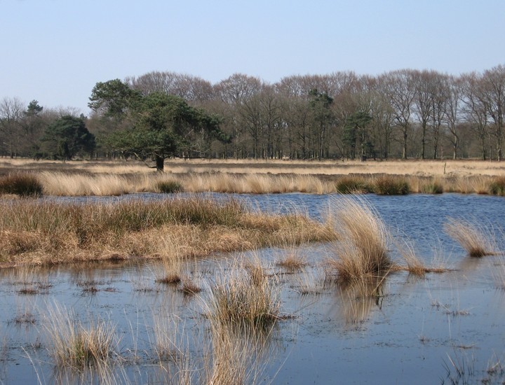 Heide