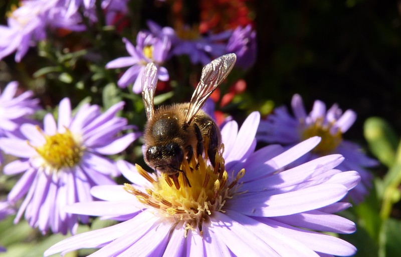 Hommel