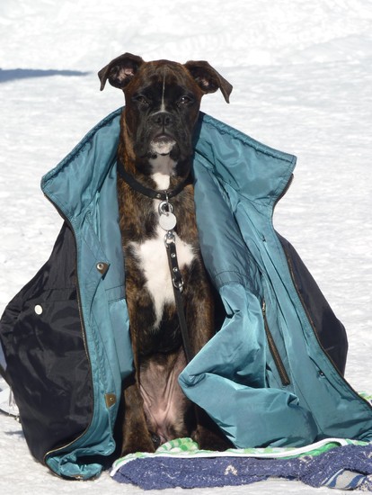 Koude Boxer