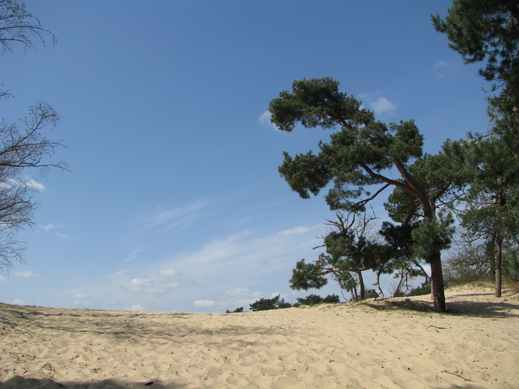 Loonse en Drunense Duinen
