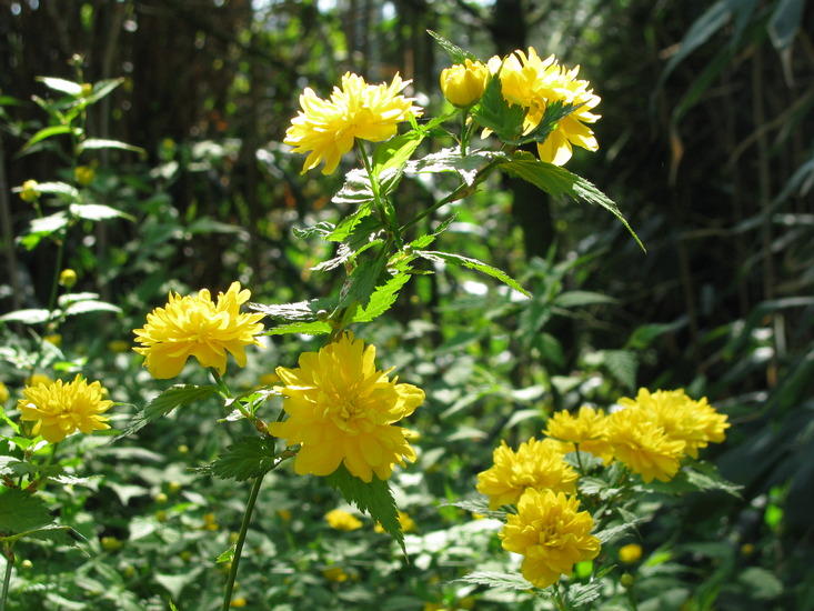 Bloemen